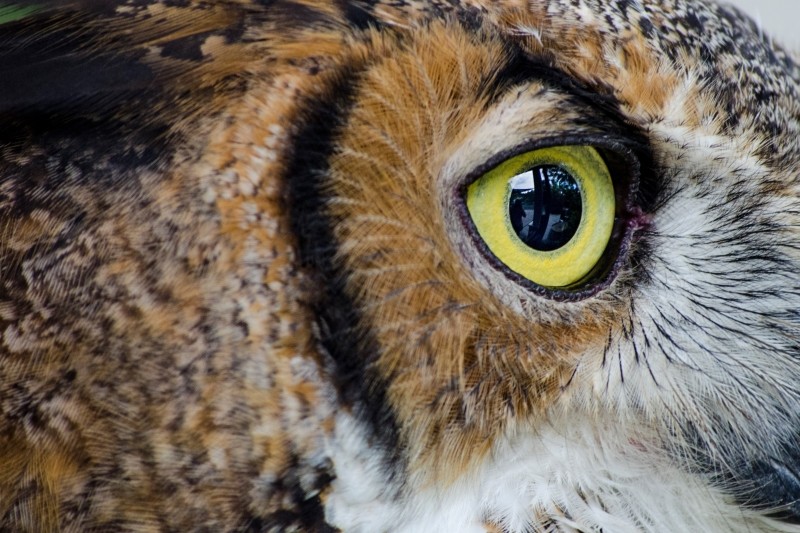 close up of owls eye